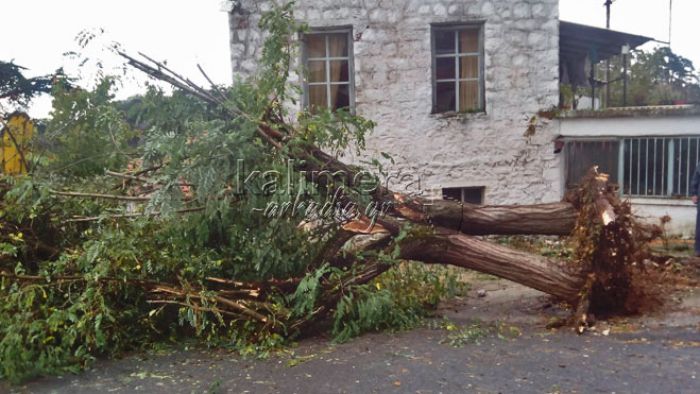 Χαμός από την κακοκαιρία: Έπεσαν δένδρα και κόπηκε το ρεύμα στη Σκιρίτιδα (εικόνες)!