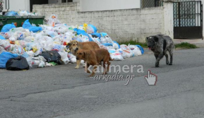 Προσφορές για μίσθωση χώρου που θα γίνει το καταφύγιο ζώων περιμενει ο Δήμος Τρίπολης!