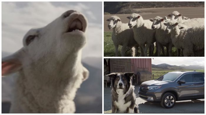 Ξεκαρδιστικό – Πρόβατα τραγουδούν και κλέβουν την παράσταση