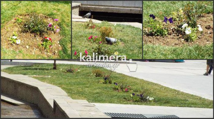 «Φύτρωσαν» λουλούδια στην Πλατεία Πετρινού! (εικόνες)