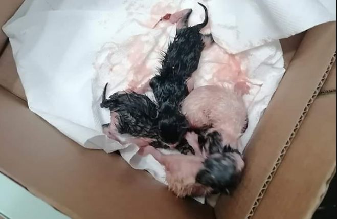 Νεογέννητα γατάκια πεταμένα σε σκουπίδια στην Τρίπολη ...