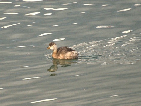Το ζώο της εβδομάδας: Νανοβουτηχτάρι στη λιμνοθάλασσα του Μουστού (vd)