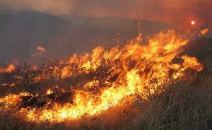 Υπό έλεγχο η φωτιά στα χωριά της Μεγαλόπολης (vd)