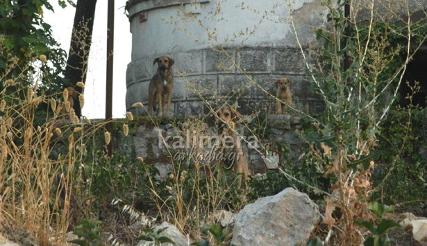 Αγέλη αδέσποτων σκύλων σκορπά το φόβο στην περιοχή της «Βίλας Τουρκοβασίλη» (εικόνες)