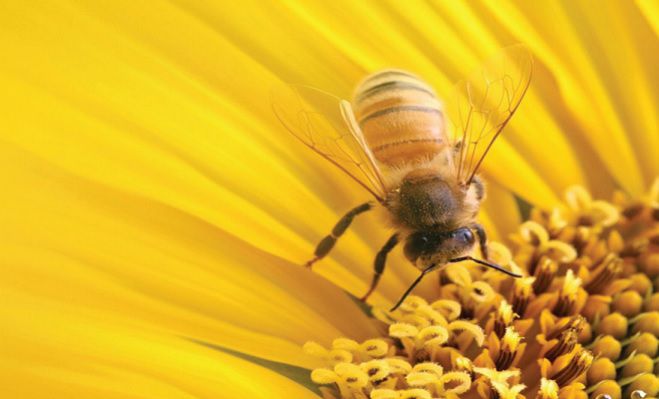 Ημερίδα για τη μελισσοκομία την Κυριακή στην Τρίπολη
