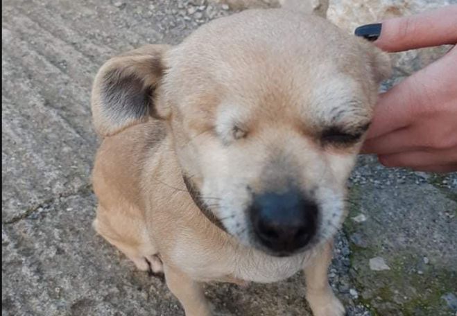 Σκυλάκι, τυφλό από το ένα μάτι, εντοπίστηκε στην Τρίπολη (εικόνες)