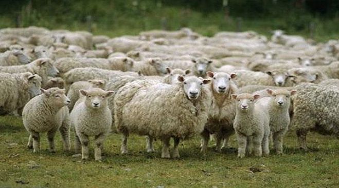 Έκτακτα μέτρα ασφαλείας στην Αρκαδία μετά από κρούσμα Καταρροϊκού Πυρετού σε πρόβατο της Λακωνίας