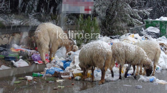 Σοκάρουν οι φωτογραφίες με ζώα να τρώνε σκουπίδια στην Τρίπολη ...