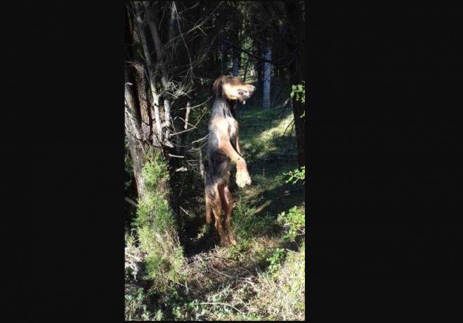 Κτηνωδία | Κρέμασαν σκύλο από δένδρο στην Τεγέα