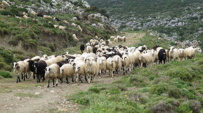 Κρούσματα καταρροϊκού πυρετού προβάτων σε δύο περιοχές της Αρκαδίας