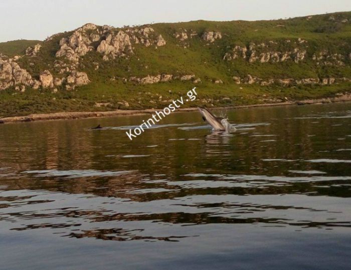 Κοπάδι δελφινιών ... στο Λουτράκι! (εικόνες)