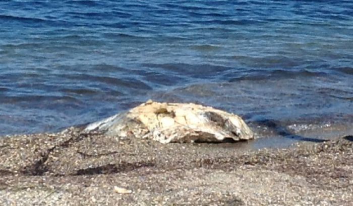Νεκρή θαλάσσια χελώνα στον Ατσίγγανο