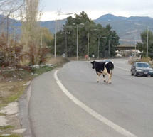 Αγελάδα έκανε… βόλτες στην «Πατρών – Κορίνθου»!!!