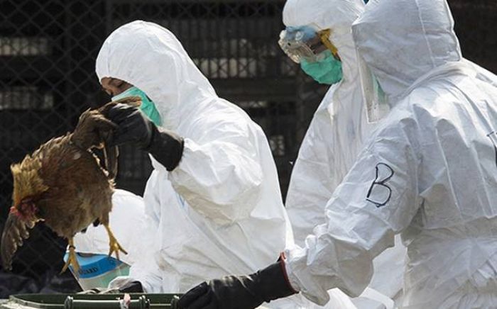 Οδηγίες για ύποπτα περιστατικά της γρίπης των πτηνών στην Αρκαδία