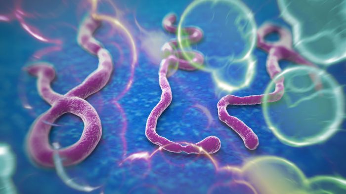 Συχνές ερωτήσεις και απαντήσεις για τον αιμορραγικό πυρετό Ebola