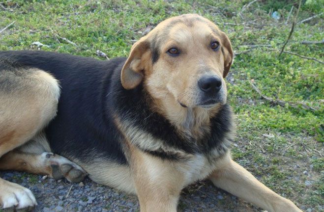 Χάθηκε σκύλος σε χωριό έξω από την Τρίπολη