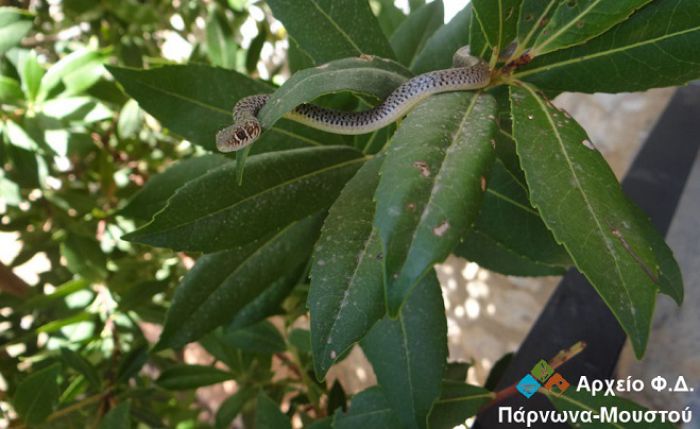 Το φίδι «δεντρογαλιά» στην προστατευόμενη περιοχή Πάρνωνα - Μουστού