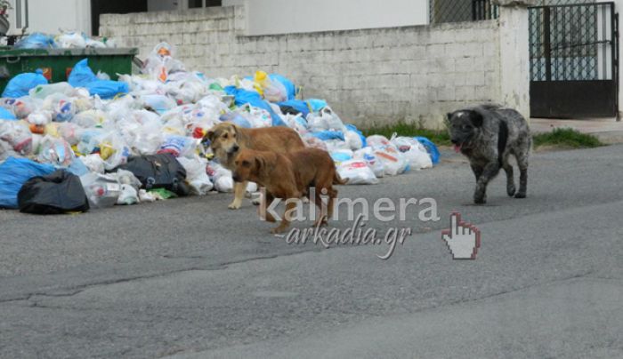 Νέες καταγγελίες για φόλες σε αδέσποτα σκυλιά στην Τρίπολη και στα γύρω χωριά …