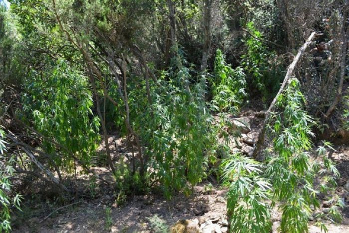 Φυτεία με 240 δενδρύλλια κάνναβης εντοπίστηκε στη Μεσσηνία