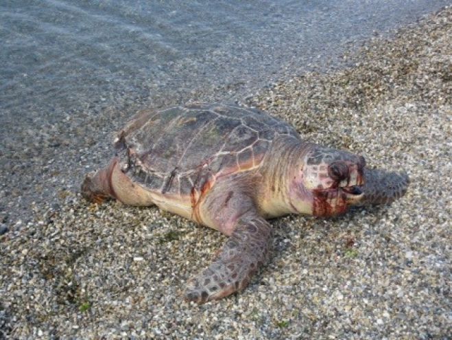 Ακόμα μια θαλάσσια χελώνα βρέθηκε νεκρή στο Παράλιο