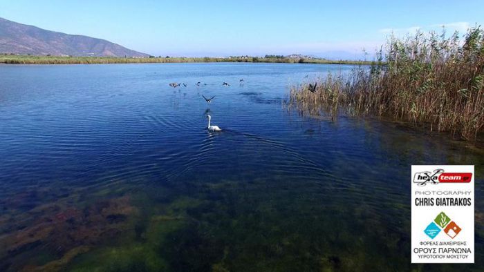 Μεταναστευτικά πουλιά «γέμισαν» τη λιμνοθάλασσα Μουστού (εικόνες)