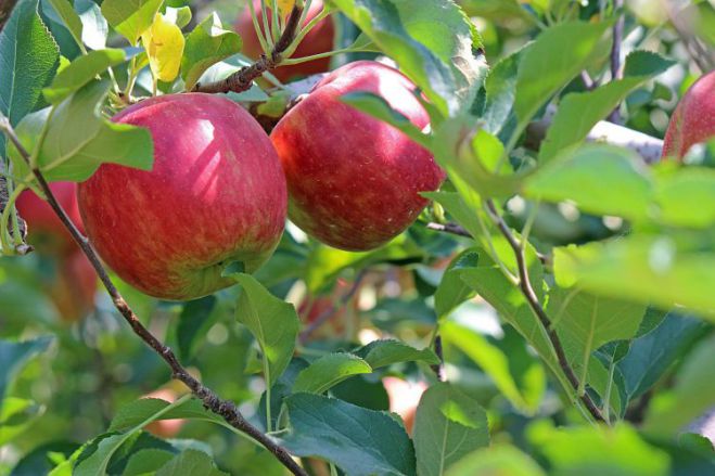 Η καλλιέργεια της μηλιάς στην Τεγέα | Προβλήματα και προτάσεις βελτίωσης