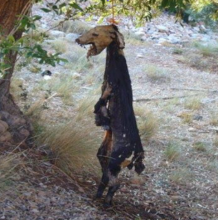 Κρέμασαν σκύλο στο Λεωνίδιο! Σκληρή ανακοίνωση των φιλόζωων της περιοχής