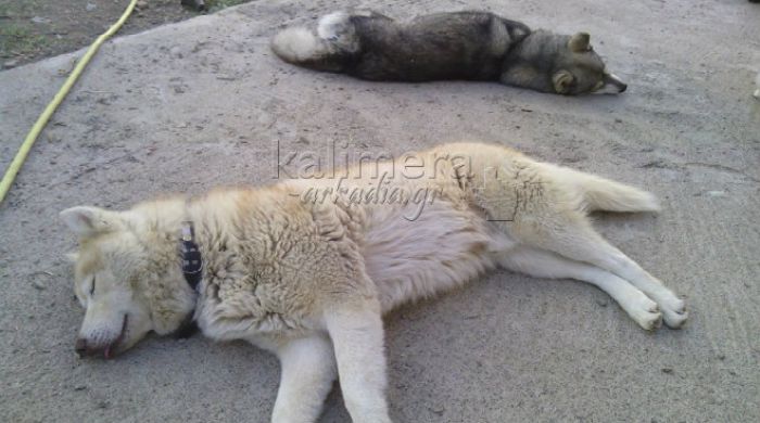 Νέες καταγγελίες για φόλες σε σκυλιά της Τρίπολης …