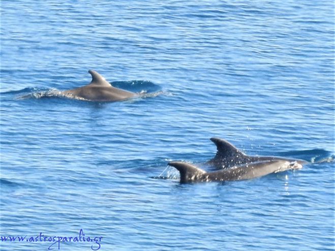 Κοπάδι δελφινιών στο Παράλιο Άστρος! (εικόνες)