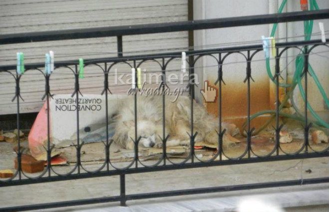 Καταγγελία - Ζώα εγκαταλελειμμένα σε μπαλκόνι πολυκατοικίας στην Τρίπολη