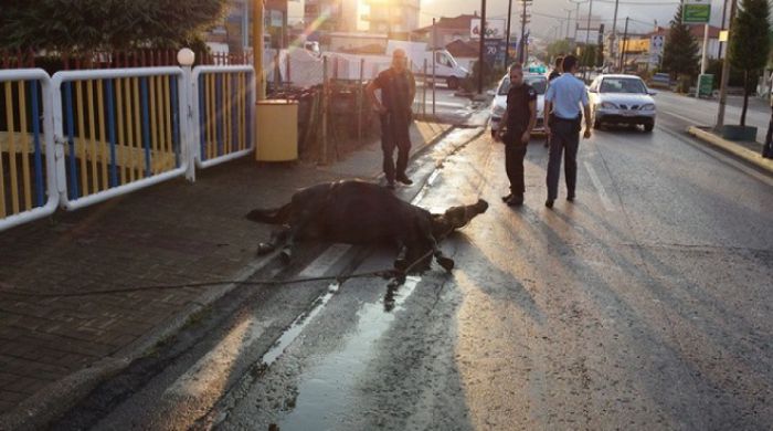 Απίστευτο! Λεωφορείο χτύπησε άλογο στην είσοδο της Τρίπολης!