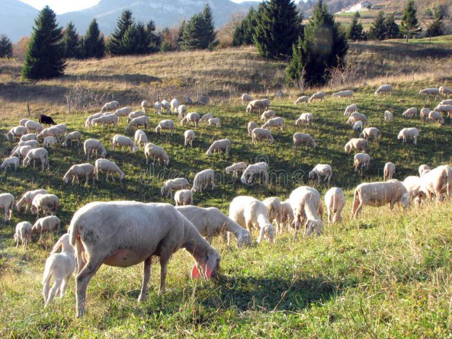 Πρόταση | Οι πυρόπληκτοι κτηνοτρόφοι να μεταφέρουν τα κοπάδια τους για βοσκή στα χωριά της Κοντοβάζαινας