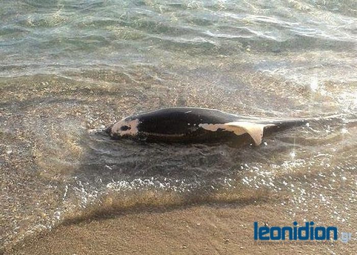 Νεκρό δελφίνι ξεβράστηκε στον Τυρό (εικόνες)