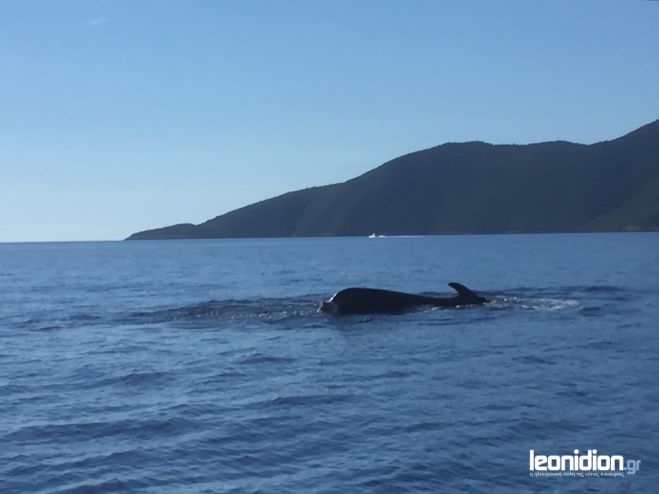 Τραυματισμένη φάλαινα εμφανίστηκε ανοικτά του Λεωνιδίου