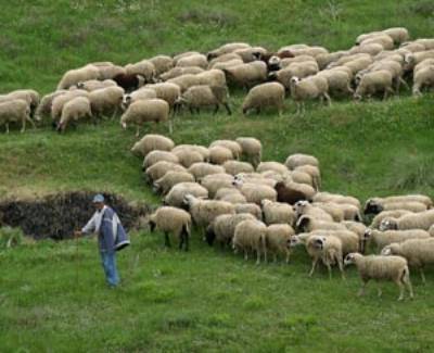 Ο ΣΥΡΙΖΑ Αρκαδίας ζητά την απαλλαγή αγροτών και κτηνοτρόφων από το «χαράτσι» στις αποθήκες αγροτοκτηνοτροφικής χρήσης