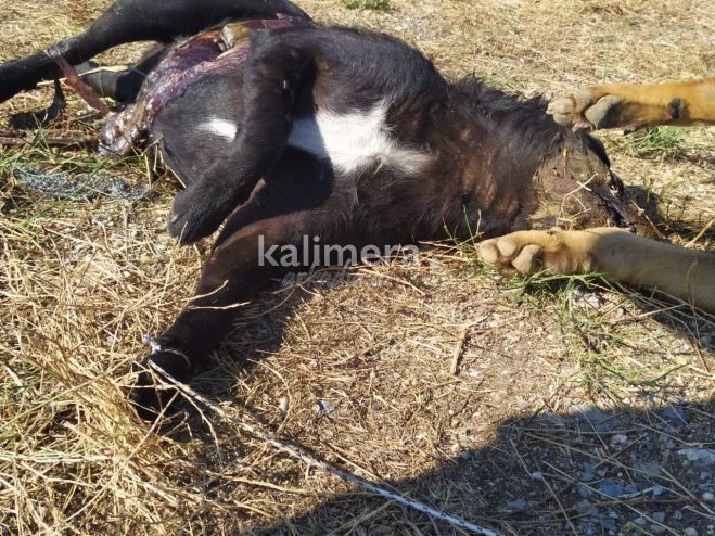 Πολύ σκληρές εικόνες από τα νεκρά ζώα στην Τεγέα | Δεμένα και «αγκαλιασμένα» αδέσποτα έφυγαν από τη ζωή …