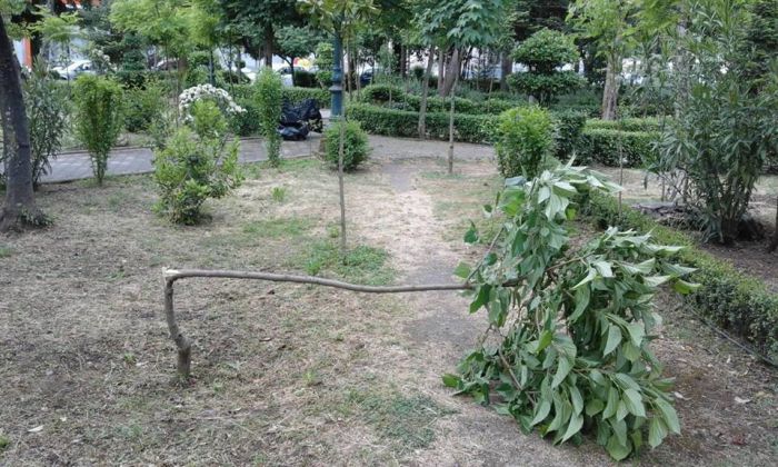 Τρίπολη - Έσπασαν δένδρο στο πάρκο του Πνευματικού (εικόνες)