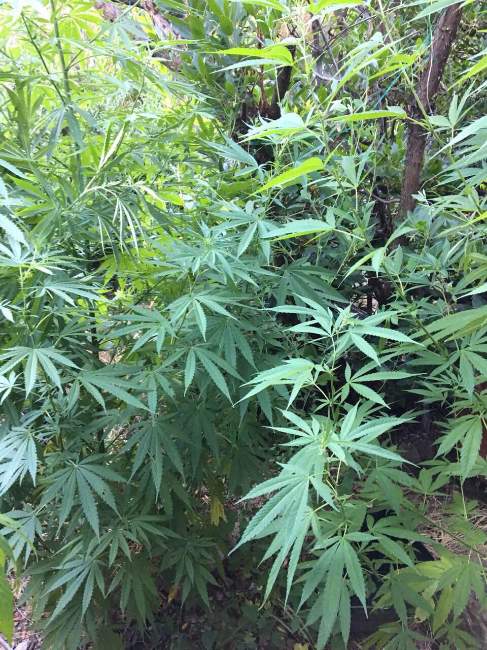 20 7 2018 messinias entopismos fyteias