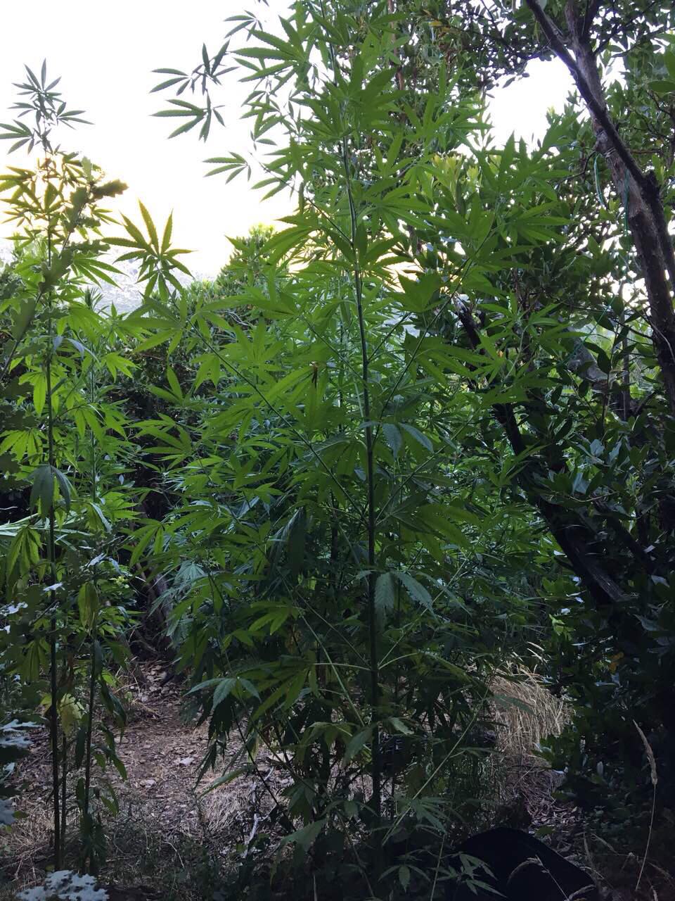 20 7 2018 messinias entopismos fyteias 3