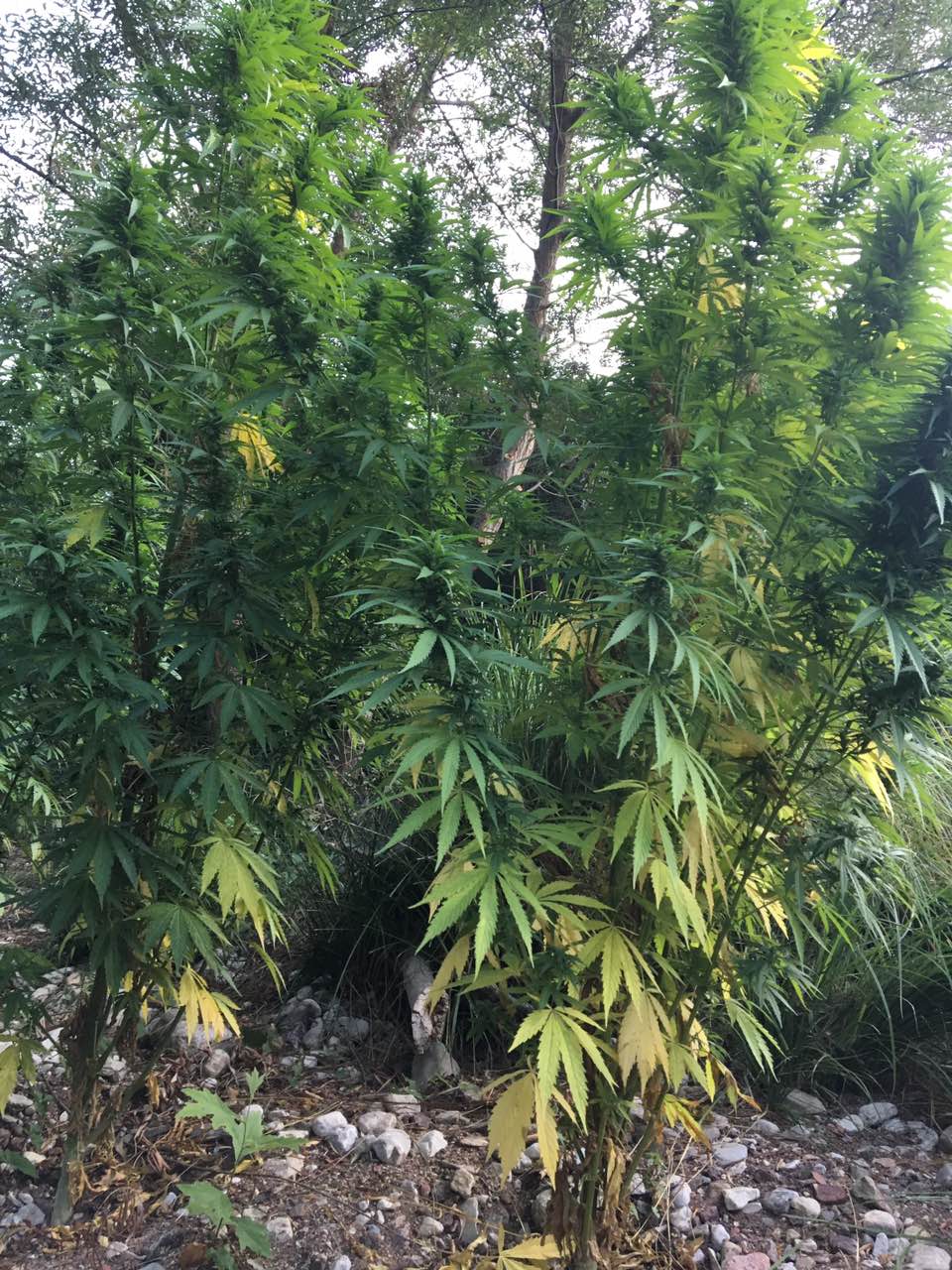 29 8 2019 messinia entopismos fyteias 3