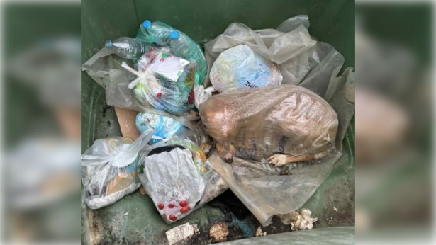 Μεγαλόπολη | Βρήκαν σκύλο ζωντανό μέσα σε τσουβάλι πεταμένο σε κάδο σκουπιδιών (vd)