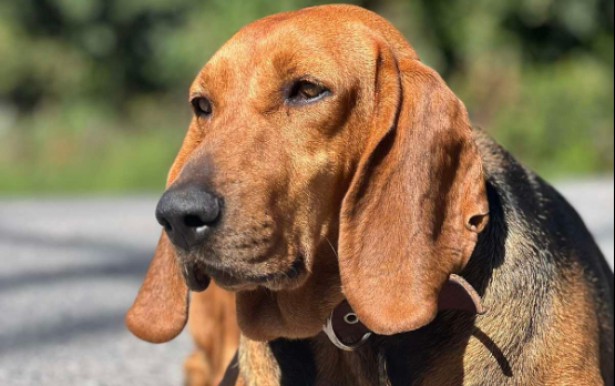 &Eta; &Zeta;&alpha;&mu;&pi;ί&alpha;, &eta; &mu;&alpha;&sigma;&kappa;ό&tau; &sigma;&kappa;&upsilon;&lambda;ί&tau;&sigma;&alpha; &tau;&eta;&sigmaf; &Alpha;&lambda;&omega;&nu;ί&sigma;&tau;&alpha;&iota;&nu;&alpha;&sigmaf;, &sigma;&tau;&alpha; &omicron;&rho;&omicron;&pi;έ&delta;&iota;&alpha; &tau;&omicron;&upsilon; &Mu;&alpha;&iota;&nu;ά&lambda;&omicron;&upsilon;! (vd)