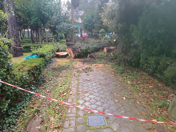 &Alpha;&upsilon;&tau;ό&sigmaf; &epsilon;ί&nu;&alpha;&iota; &omicron; &lambda;ό&gamma;&omicron;&sigmaf; &pi;&omicron;&upsilon; &kappa;ό&beta;&omicron;&nu;&tau;&alpha;&iota; &delta;έ&nu;&delta;&rho;&alpha; &sigma;&epsilon; &pi;ά&rho;&kappa;&alpha; &tau;&eta;&sigmaf; &Tau;&rho;ί&pi;&omicron;&lambda;&eta;&sigmaf; - "&Upsilon;&pi;ή&rho;&chi;&epsilon; &kappa;ί&nu;&delta;&upsilon;&nu;&omicron;&sigmaf; &nu;&alpha; &pi;έ&sigma;&omicron;&upsilon;&nu; &kappa;&alpha;&iota; &nu;&alpha; &sigma;&upsilon;&mu;&beta;&epsilon;ί &alpha;&tau;ύ&chi;&eta;&mu;&alpha; - &Eta; &alpha;&pi;ό&phi;&alpha;&sigma;&eta; &epsilon;ί&nu;&alpha;&iota; &tau;&omicron;&upsilon; &Delta;&alpha;&sigma;&alpha;&rho;&chi;&epsilon;ί&omicron;&upsilon;"