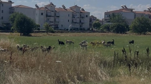 &Nu;έ&alpha; &mu;&alpha;&zeta;&iota;&kappa;ή &epsilon;&gamma;&kappa;&alpha;&tau;ά&lambda;&epsilon;&iota;&psi;&eta; &sigma;&kappa;ύ&lambda;&omega;&nu; &sigma;&tau;&omicron; &kappa;έ&nu;&tau;&rho;&omicron; &tau;&eta;&sigmaf; &Tau;&rho;ί&pi;&omicron;&lambda;&eta;&sigmaf; &ndash; &Sigma;&epsilon; &epsilon;&xi;έ&lambda;&iota;&xi;&eta; &eta; &epsilon;&pi;&iota;&chi;&epsilon;ί&rho;&eta;&sigma;&eta; &pi;&epsilon;&rho;&iota;&sigma;&upsilon;&lambda;&lambda;&omicron;&gamma;ή&sigmaf; (&epsilon;&iota;&kappa;ό&nu;&epsilon;&sigmaf;)