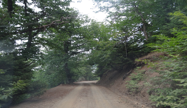 &Gamma;&iota;&omicron;&rho;&tau;ή &tau;&omicron;&upsilon; &Delta;ά&sigma;&omicron;&upsilon;&sigmaf; &sigma;&tau;&eta;&nu; &Kappa;&alpha;&sigma;&tau;ά&nu;&iota;&tau;&sigma;&alpha;