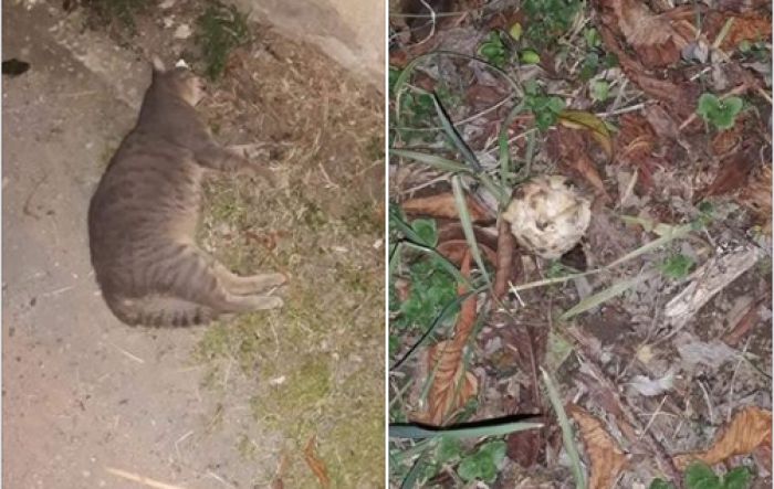 Νεκρή γάτα από φόλα στην Τρίπολη