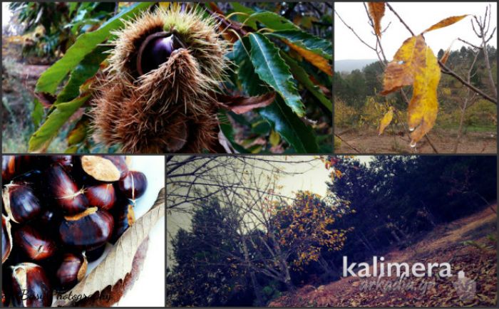 &Tau;&alpha; &kappa;ά&sigma;&tau;&alpha;&nu;&alpha; &tau;&eta;&sigmaf; &Beta;&lambda;&alpha;&chi;&omicron;&kappa;&epsilon;&rho;&alpha;&sigma;&iota;ά&sigmaf; - &Epsilon;&nu;&tau;&upsilon;&pi;&omega;&sigma;&iota;&alpha;&kappa;έ&sigmaf; &phi;&omega;&tau;&omicron;&gamma;&rho;&alpha;&phi;ί&epsilon;&sigmaf;!