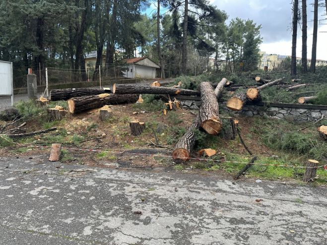 Νέα καταγγελία και ερωτηματικά για κοπή δένδρων στο Παναρκαδικό Νοσοκομείο (εικόνες)