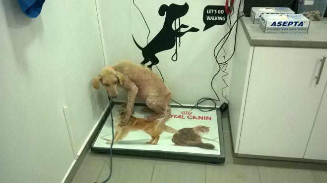 &Sigma;&epsilon; ά&theta;&lambda;&iota;&alpha; &kappa;&alpha;&tau;ά&sigma;&tau;&alpha;&sigma;&eta; &beta;&rho;έ&theta;&eta;&kappa;&epsilon; &sigma;&kappa;&upsilon;&lambda;ί&tau;&sigma;&alpha; &sigma;&tau;&omicron; &delta;&rho;ό&mu;&omicron; "&Kappa;&iota;&beta;έ&rho;&iota; - &Xi;&eta;&rho;&omicron;&pi;ή&gamma;&alpha;&delta;&omicron;" (vd)