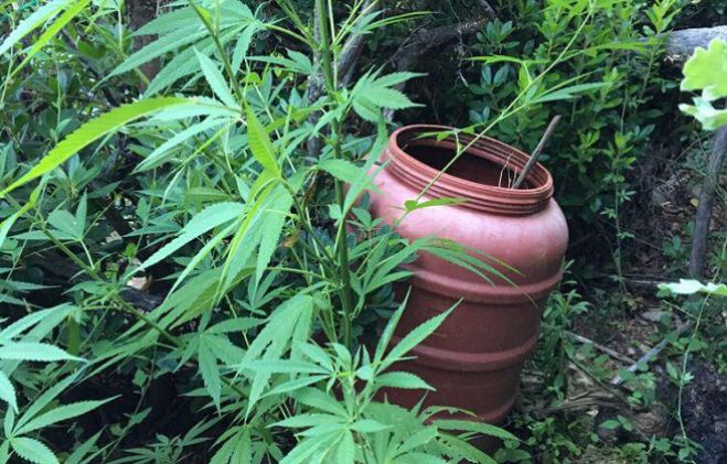 &Nu;έ&alpha; &phi;&upsilon;&tau;&epsilon;ί&alpha; &kappa;ά&nu;&nu;&alpha;&beta;&eta;&sigmaf; &epsilon;&nu;&tau;&omicron;&pi;ί&sigma;&tau;&eta;&kappa;&epsilon; &sigma;&tau;&eta; &Mu;&epsilon;&sigma;&sigma;&eta;&nu;ί&alpha; (&epsilon;&iota;&kappa;ό&nu;&epsilon;&sigmaf;)